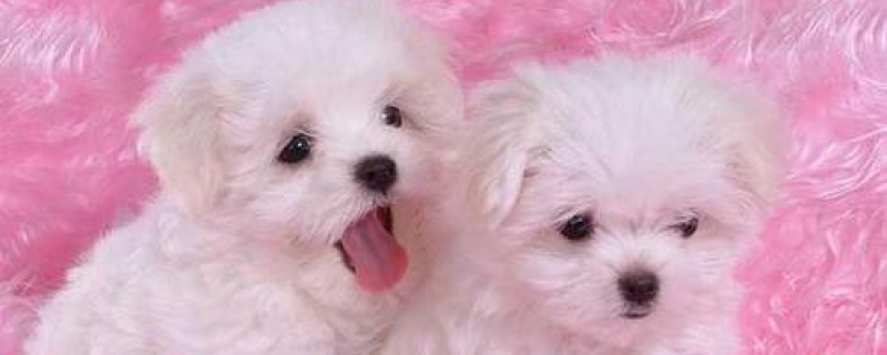 10斤比熊一天吃多少