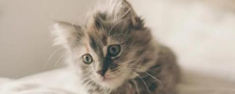 2个月小猫流眼泪有眼屎