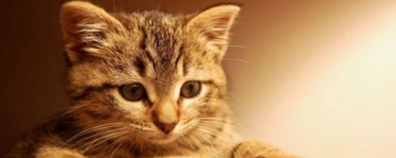 一个月小猫很多眼屎怎么办