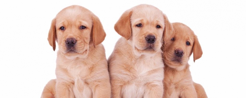 一个月的小狗怎么养