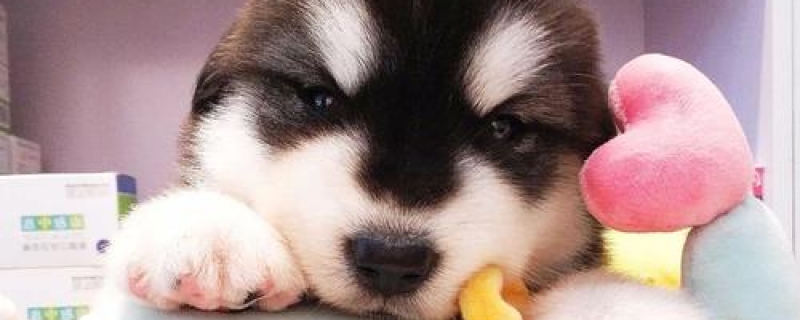 三个月阿拉斯加一顿喂多少