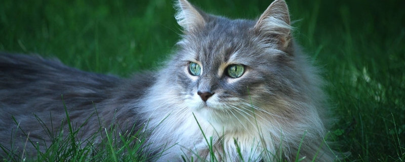 猫咪的杯状病毒是什么