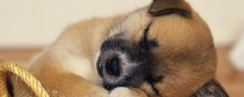 两三个月狗狗能用皮筋断尾吗