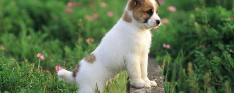 2个月的小狗能扛过肠胃炎吗