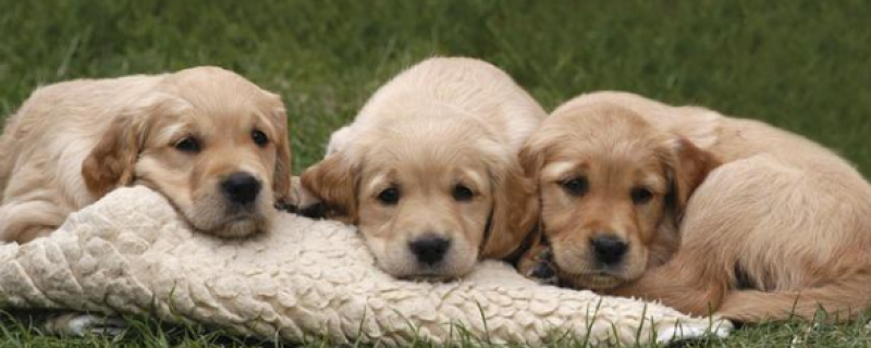 999皮炎平能给狗狗用吗