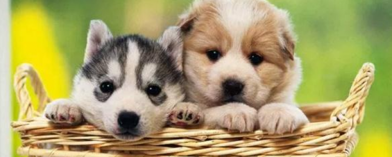 20几天小狗能驱虫吗