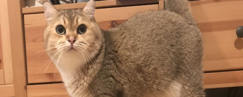 为什么猫喜欢嘬人耳朵