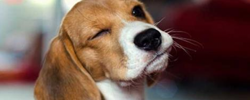 50斤的狗一天喂几个鸡架