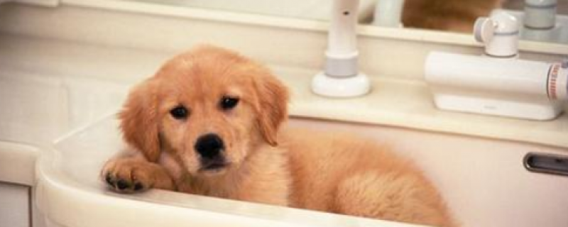 一个月的狗狗可以洗澡吗