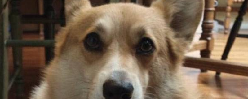 1岁柯基一天吃多少狗粮