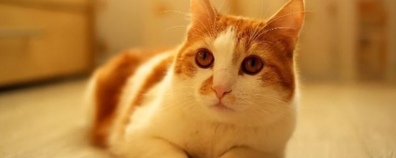 为什么猫咪可以缩在小盒子里