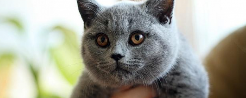 不出门的猫咪容易得传腹吗