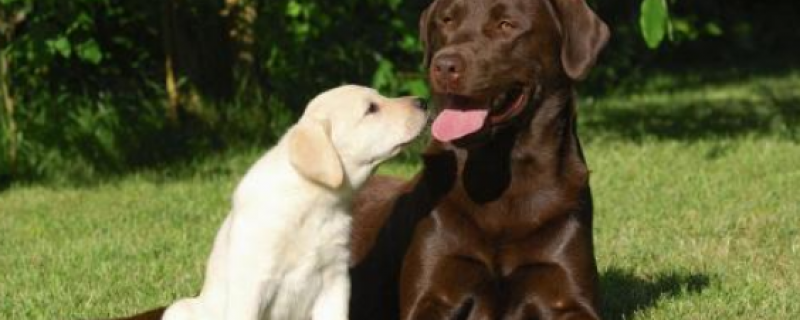 狗走几步就坐下什么病