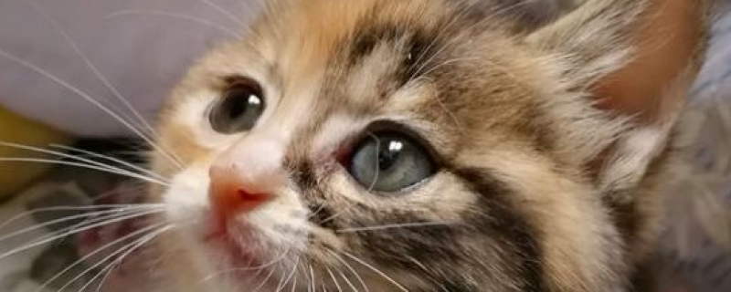 人靠指纹识别猫咪靠什么识别