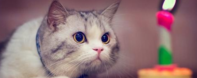 40天小猫能吃肉吗