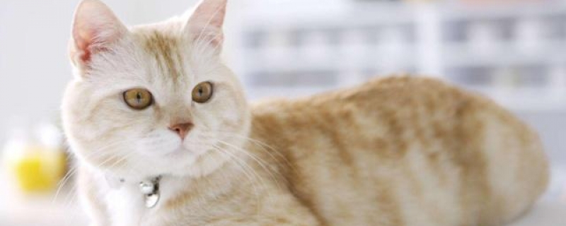 下雨天猫会躲在哪里