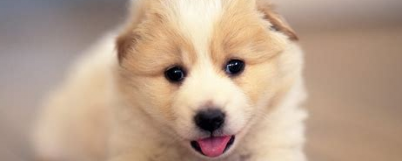 狗狗吐舌头喘气是犬瘟吗？狗狗吐舌头喘气的原因