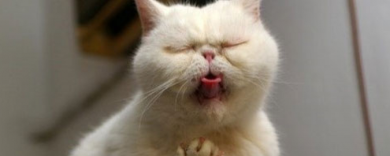 猫吃了蝙蝠会得冠状病毒吗