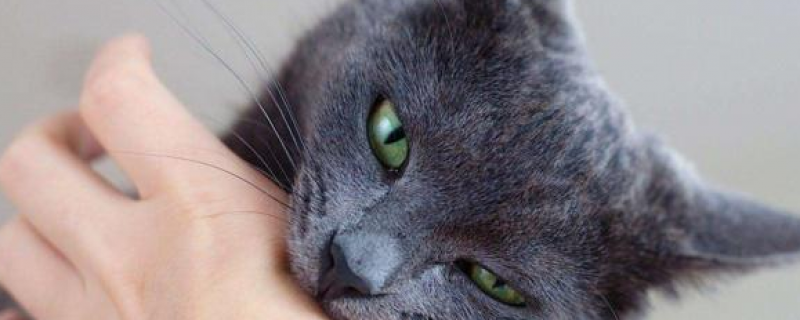 猫抓了一定有猫抓病么