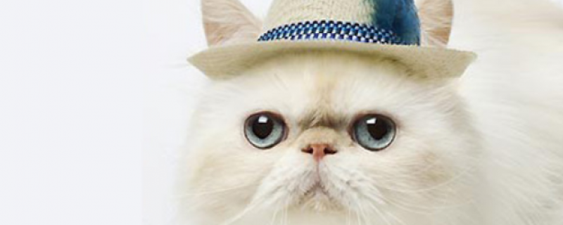 不出门家养猫 咬出血