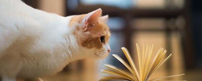 2个月小猫的猫瘟存活率