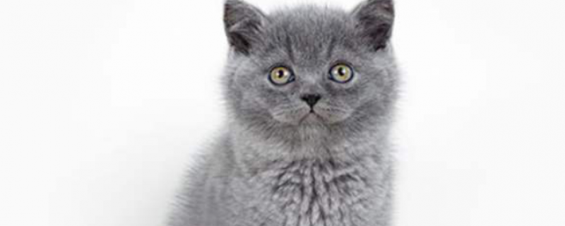 2月幼猫猫癣治疗方法