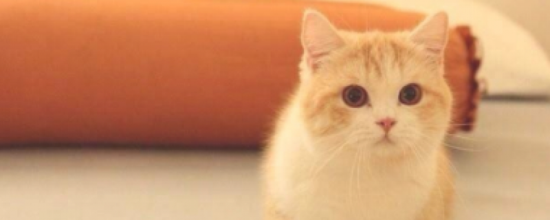 为什么养猫就没有蟑螂