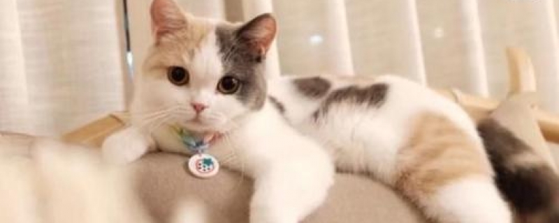 中华田园猫性格太野怎么办