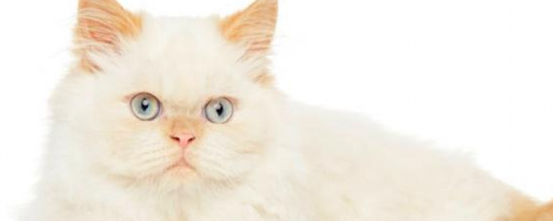 生病猫咪快死前的症状