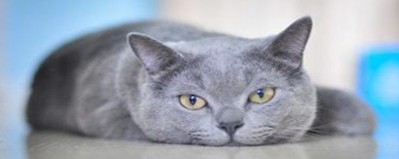 三个月的蓝猫标准体重