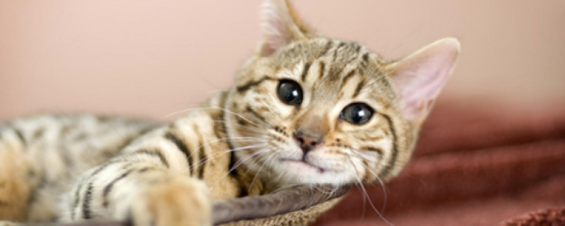 两个月猫一天吃多少猫粮