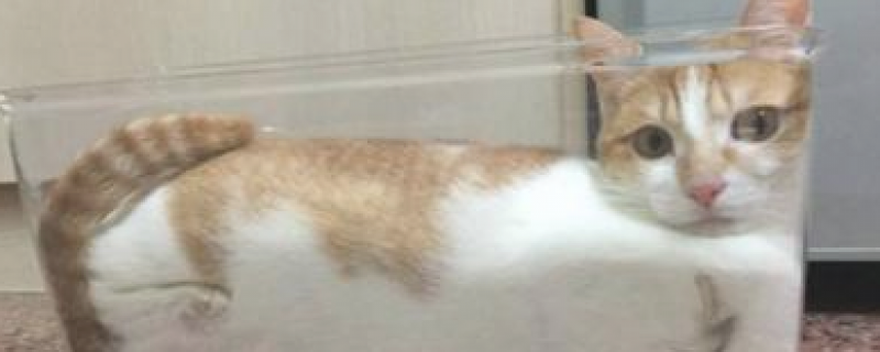 为什么猫咪能像液体一样蜷缩在盒子里