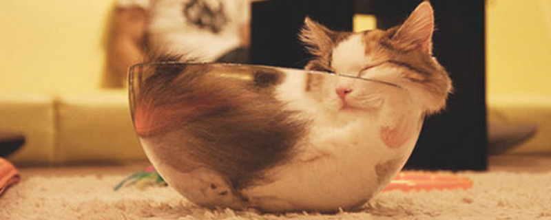 为什么猫能缩到盒子里