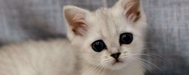 2至6月幼猫喂养方法