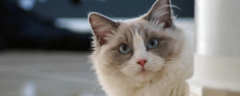 猫咪为什么闻到气味会张嘴巴