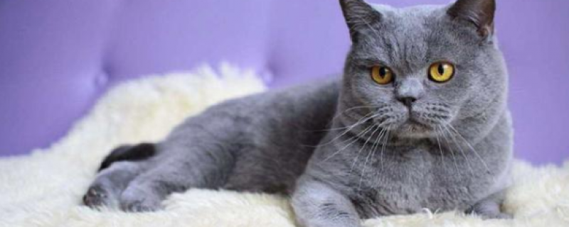 为什么矮脚不能配英短