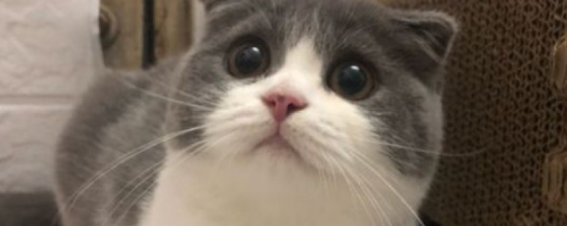 公猫一边踩奶一边抖动后腿