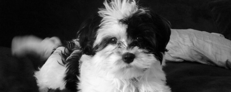 狗眼睛一圈皮肤病