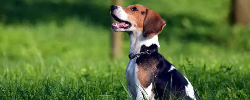 狗皮肤病用什么药