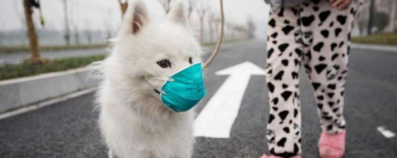 细小病毒会附着衣服吗