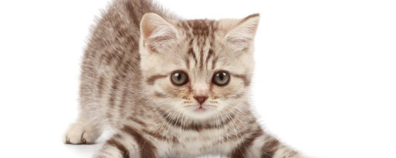 2个月小猫抓破皮要紧吗