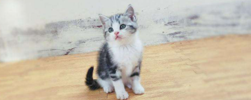 2个月小猫几天不吃可以饿死