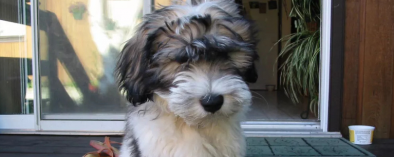 2个月小狗喝多少葡萄糖