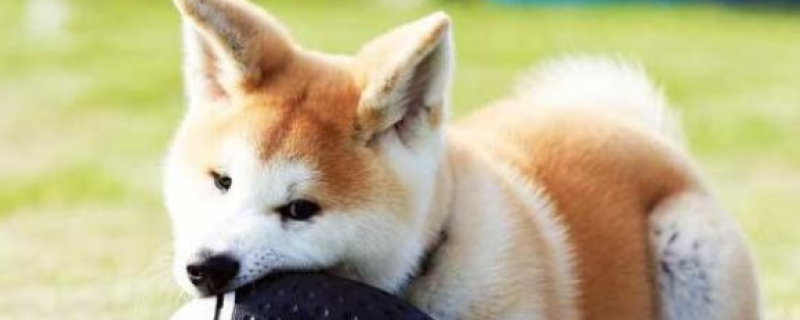 一个月的小狗怎么训练大小便