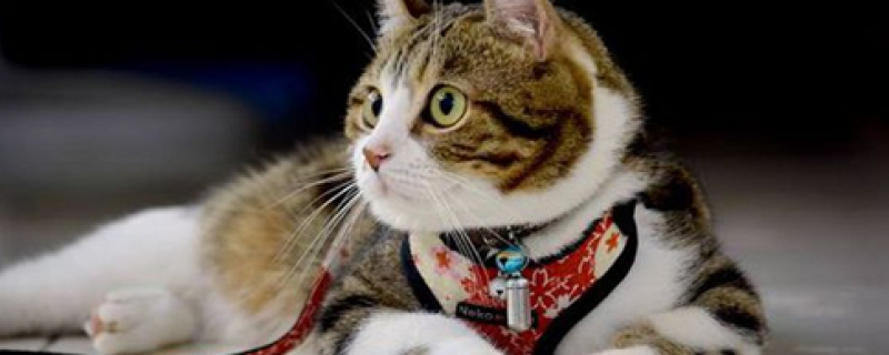 为什么小猫3个月就早熟了