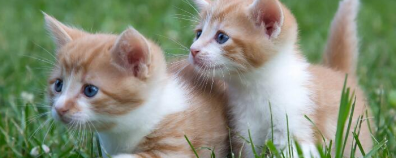 57天早产猫能活吗