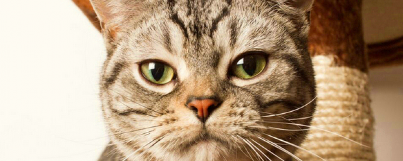 猫咪尾巴黑黑的是皮肤病吗