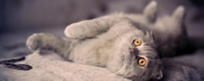 为什么活猫身上有蛆虫