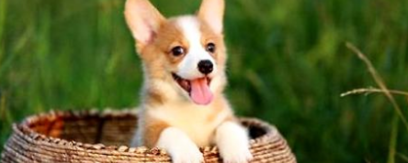 3个月的柯基4斤正常吗