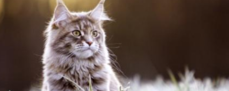 两个月猫咪怎么养